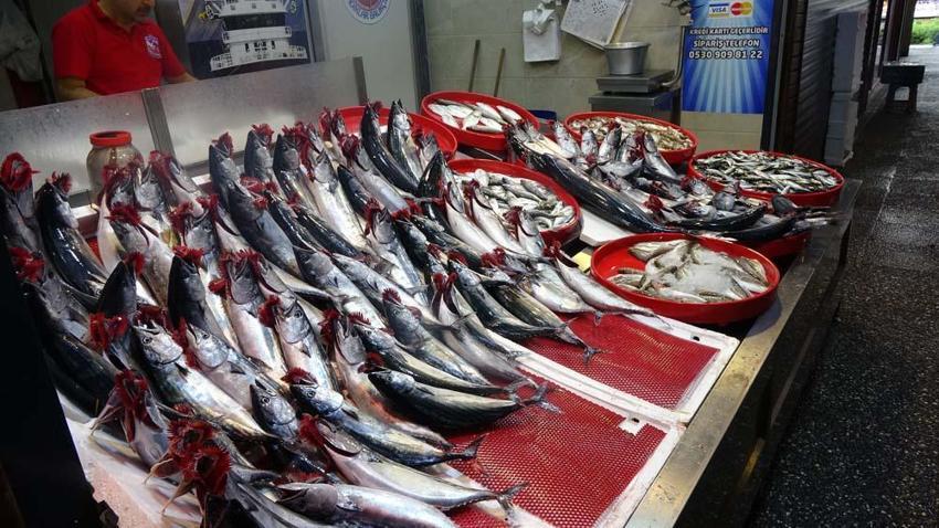 Trabzon'da palamutun avı azalıp avlanan palamutlar da irileştikçe fiyatı da arttı