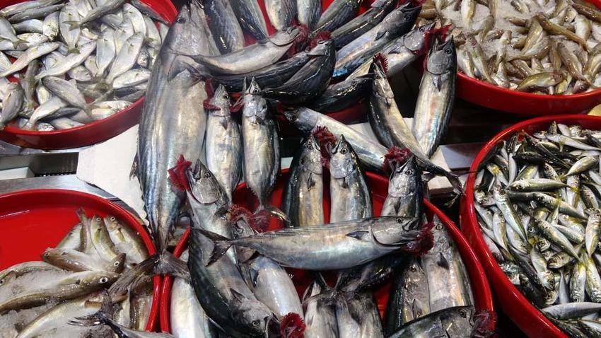 Trabzon'da palamutun avı azalıp avlanan palamutlar da irileştikçe fiyatı da arttı