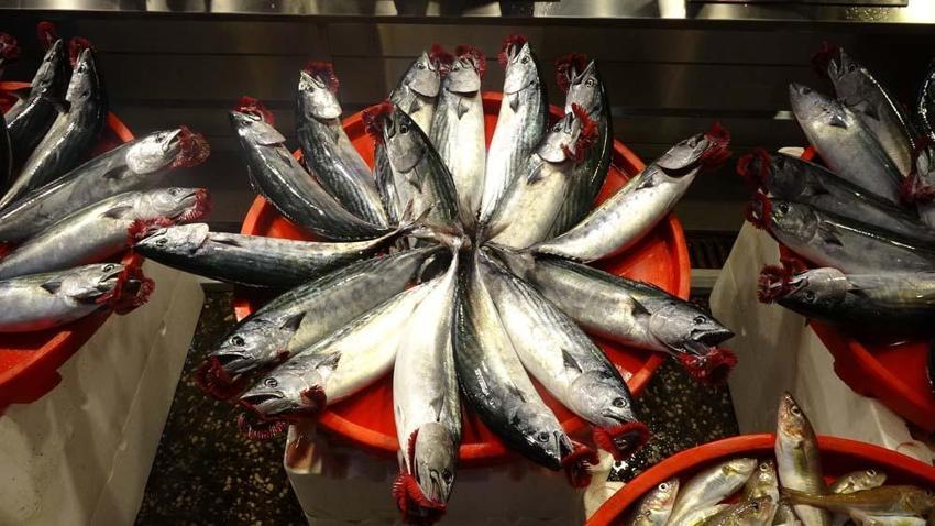 Trabzon'da palamutun avı azalıp avlanan palamutlar da irileştikçe fiyatı da arttı