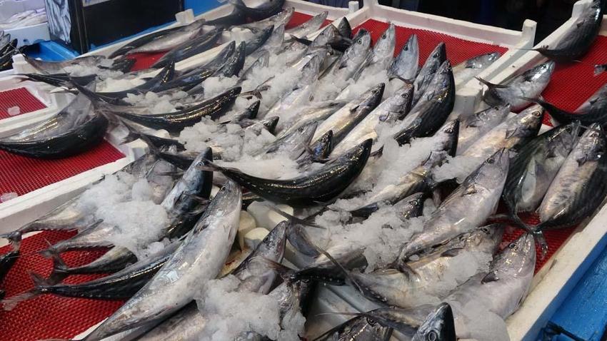 Trabzon'da palamutun avı azalıp avlanan palamutlar da irileştikçe fiyatı da arttı