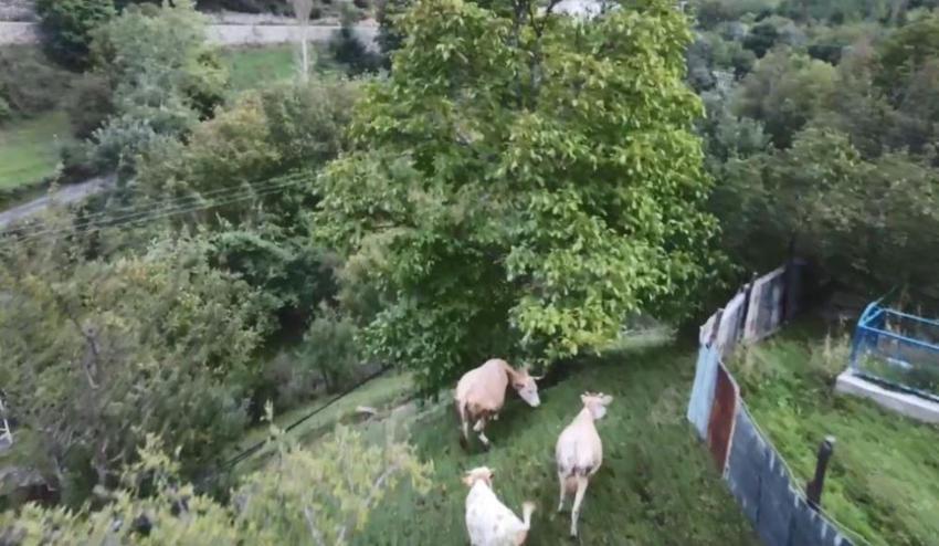 Teknoloji merakını mesleğiyle birleştirdi: Artvin'li çoban merada otlayan ineklerini dronla güdüyor!