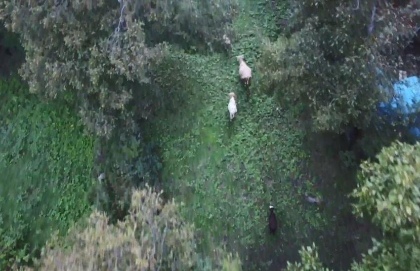 Teknoloji merakını mesleğiyle birleştirdi: Artvin'li çoban merada otlayan ineklerini dronla güdüyor!