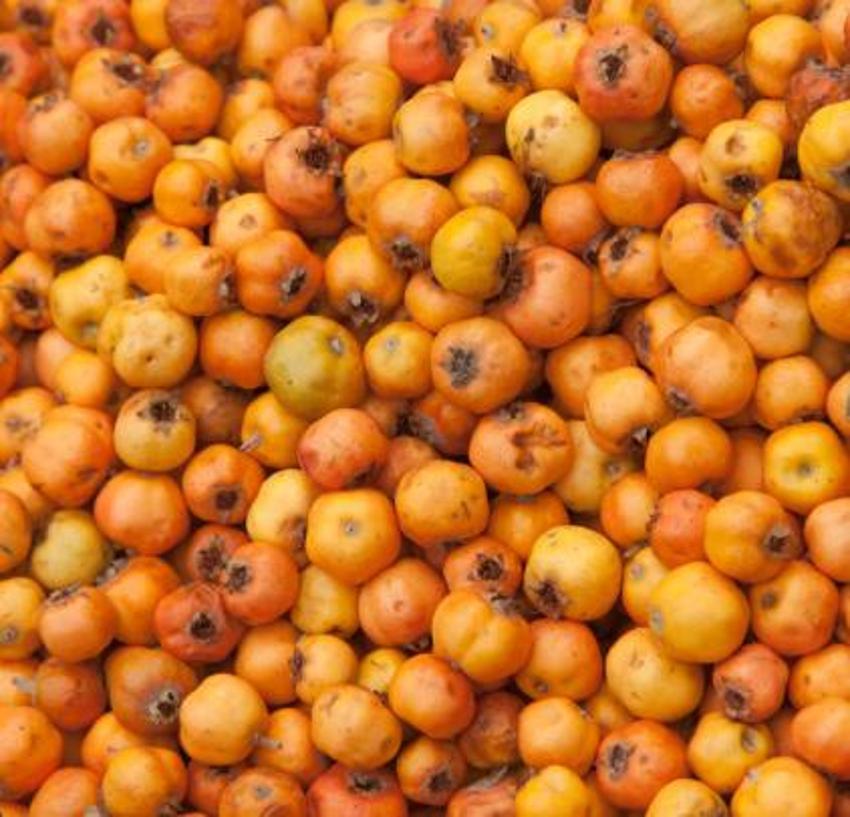 Sivas'ın dağlarında hiçbir müdahale olmadan kendiliğinden yetişiyor! Faydasını bilen arayıp buluyor, kilosu 200 TL'den kapış kapış gidiyor