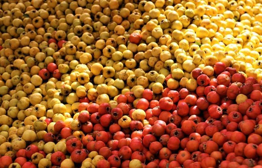 Sivas'ın dağlarında hiçbir müdahale olmadan kendiliğinden yetişiyor! Faydasını bilen arayıp buluyor, kilosu 200 TL'den kapış kapış gidiyor