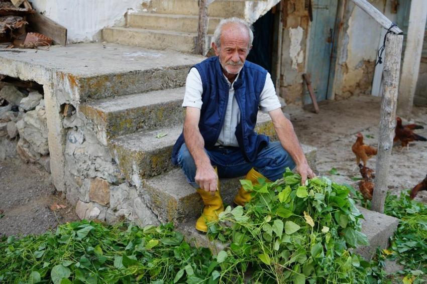 Köylüleri tedirgin eden olay! Ayılar musallat oldu: Bize bir çare bulun