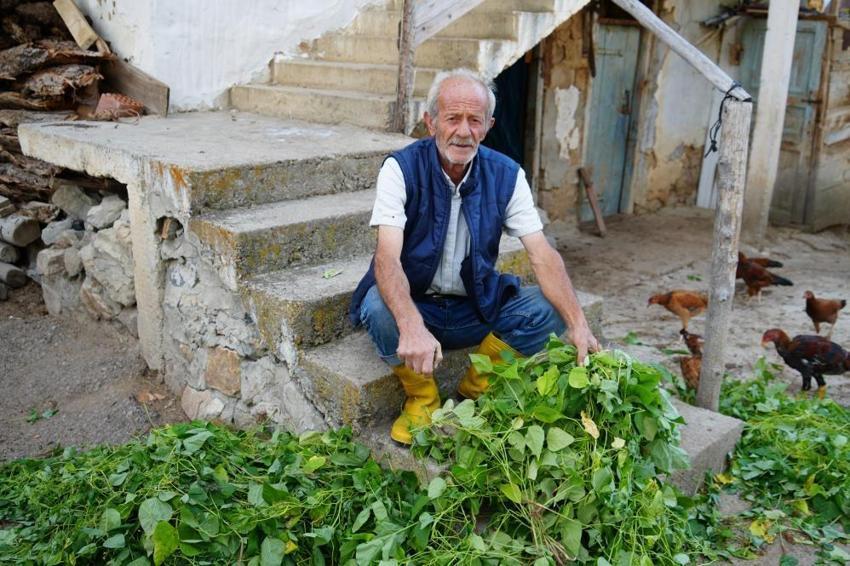 Köylüleri tedirgin eden olay! Ayılar musallat oldu: Bize bir çare bulun