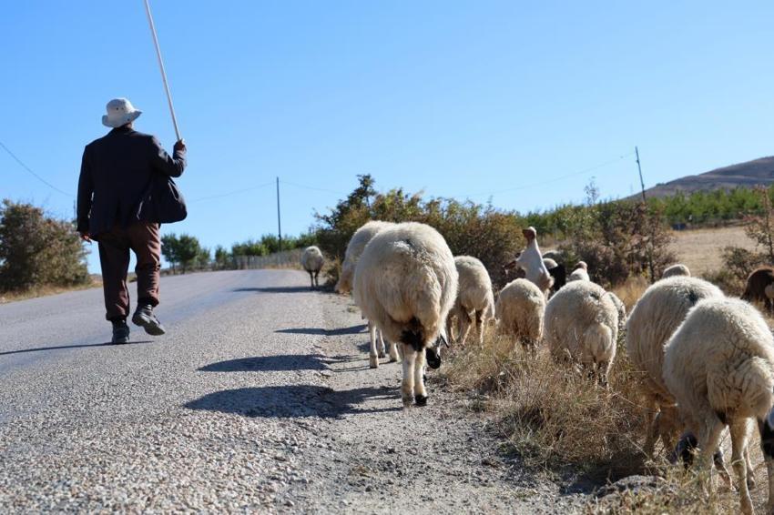 Elazığ'da çobanlara teklif edilen maaş dudak uçuklattı!