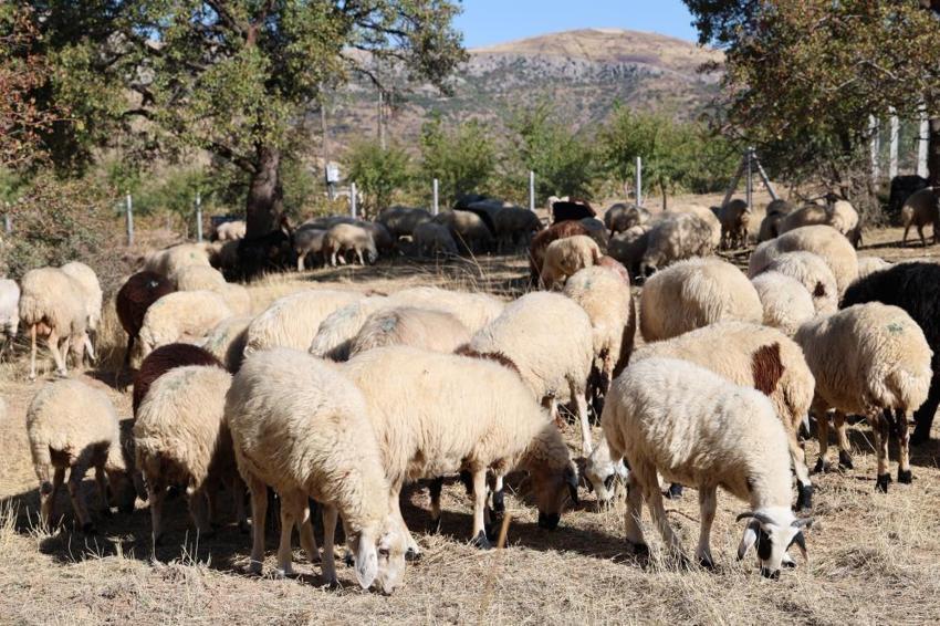 Elazığ'da çobanlara teklif edilen maaş dudak uçuklattı!