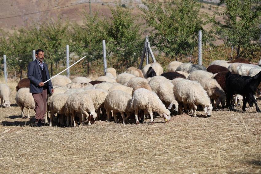 Elazığ'da çobanlara teklif edilen maaş dudak uçuklattı!