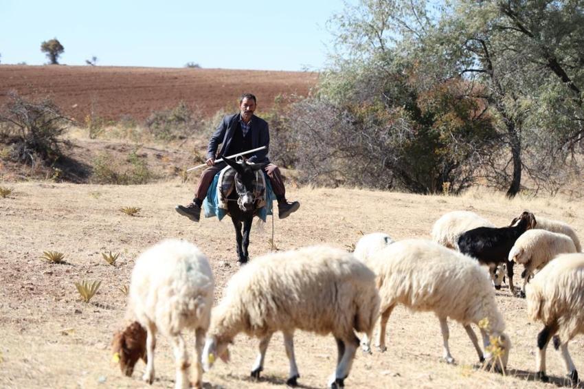 Elazığ'da çobanlara teklif edilen maaş dudak uçuklattı!