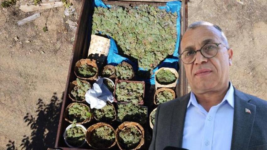Adana'da meşe külüyle harmanlayıp ekonomiye kazandırıyorlar! 10 Kilogramdan 1 kilogram elde ediyorlar