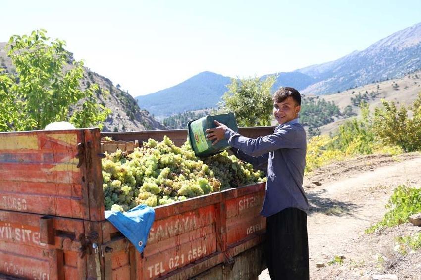 Adana'da meşe külüyle harmanlayıp ekonomiye kazandırıyorlar! 10 Kilogramdan 1 kilogram elde ediyorlar