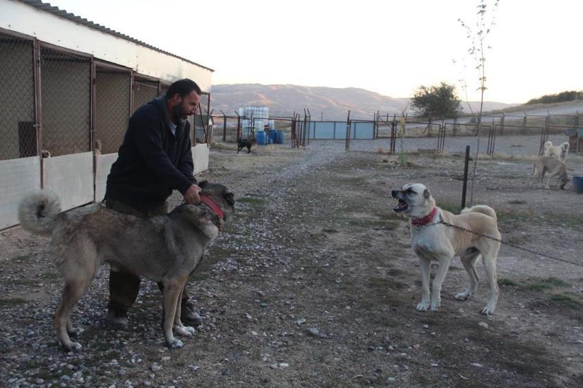 Küresel ısınma Kangalların rengini değiştirdi