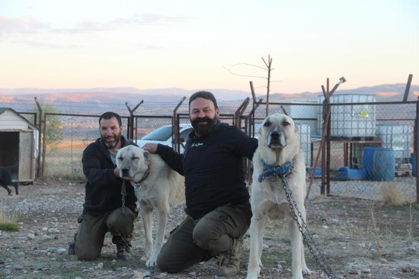 Küresel ısınma Kangalların rengini değiştirdi