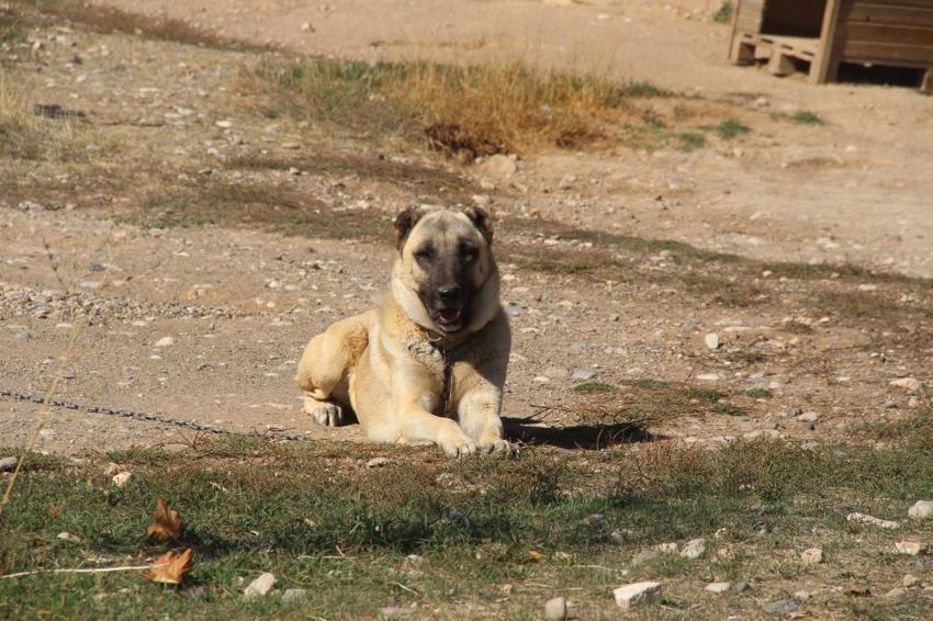 Küresel ısınma Kangalların rengini değiştirdi