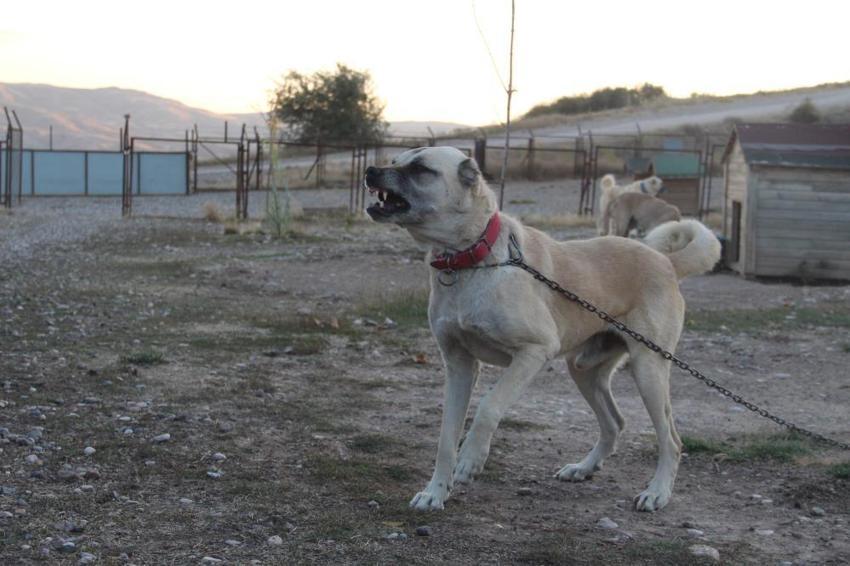 Küresel ısınma Kangalların rengini değiştirdi