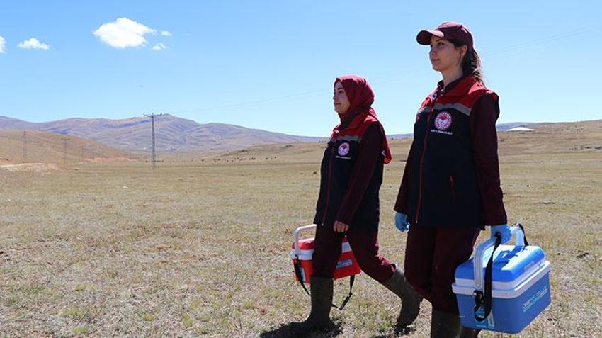 Erzurum kırsalında hayvanların sağlığı kadın veterinerlere emanet: Havaların soğuduğu bugünlerde dağlık bölgelerde görevdeler