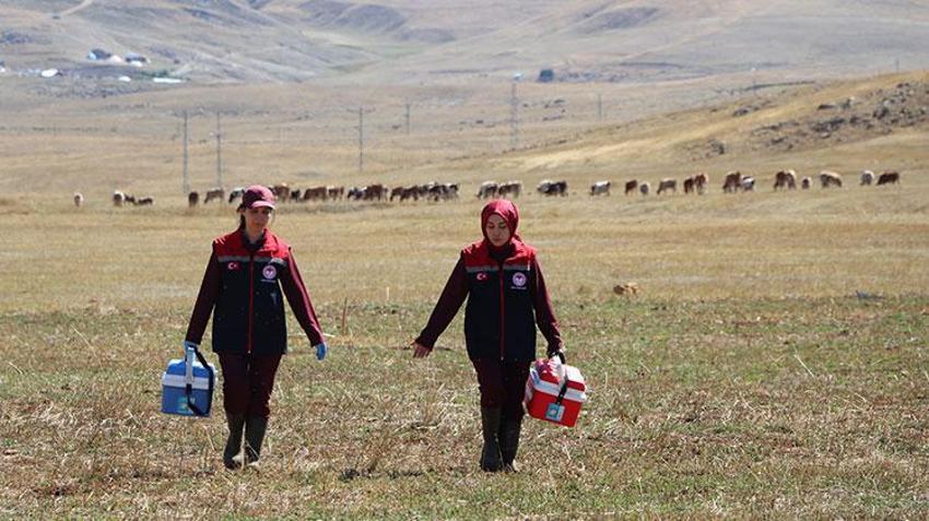Erzurum kırsalında hayvanların sağlığı kadın veterinerlere emanet: Havaların soğuduğu bugünlerde dağlık bölgelerde görevdeler