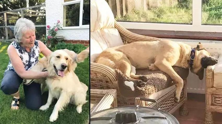 Didim'de sokak köpeklerine yeni hayat! İngiliz çift 200 köpeği tedavi ettirip yurtdışında sahiplendirdi
