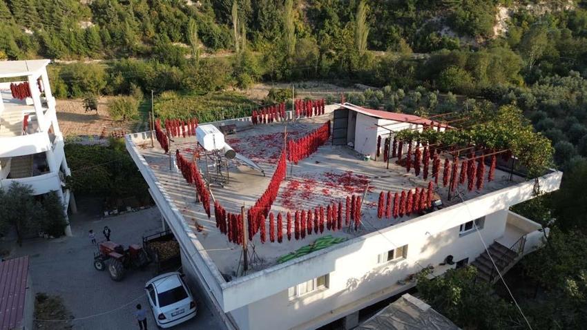 Hatay'da evler kırmızıya büründü! Demeti 500 liradan alıcı buluyor, C vitamini depolarını dolduruyor