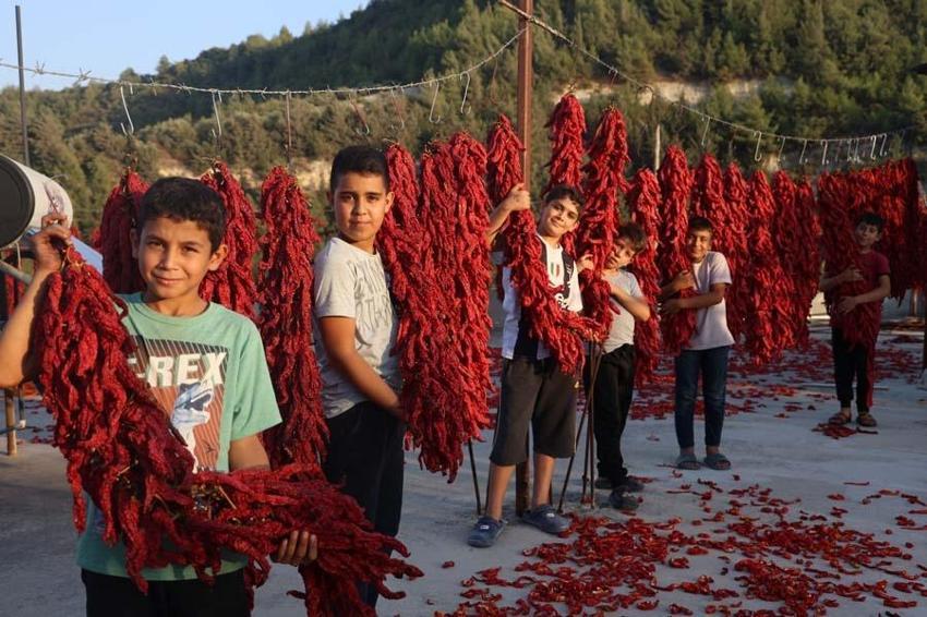 Hatay'da evler kırmızıya büründü! Demeti 500 liradan alıcı buluyor, C vitamini depolarını dolduruyor