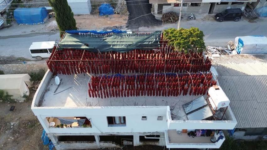 Hatay'da evler kırmızıya büründü! Demeti 500 liradan alıcı buluyor, C vitamini depolarını dolduruyor