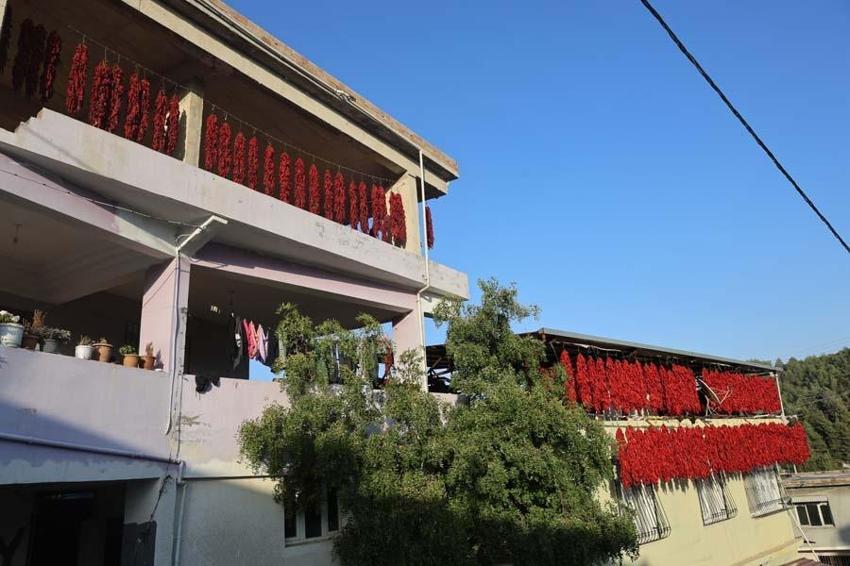 Hatay'da evler kırmızıya büründü! Demeti 500 liradan alıcı buluyor, C vitamini depolarını dolduruyor