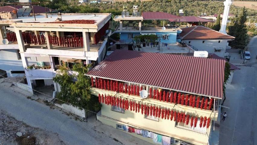 Hatay'da evler kırmızıya büründü! Demeti 500 liradan alıcı buluyor, C vitamini depolarını dolduruyor
