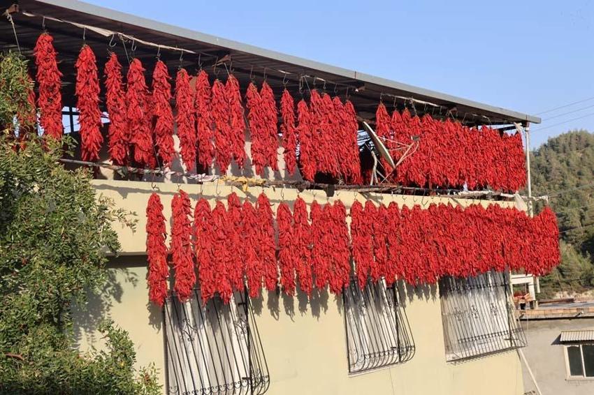 Hatay'da evler kırmızıya büründü! Demeti 500 liradan alıcı buluyor, C vitamini depolarını dolduruyor