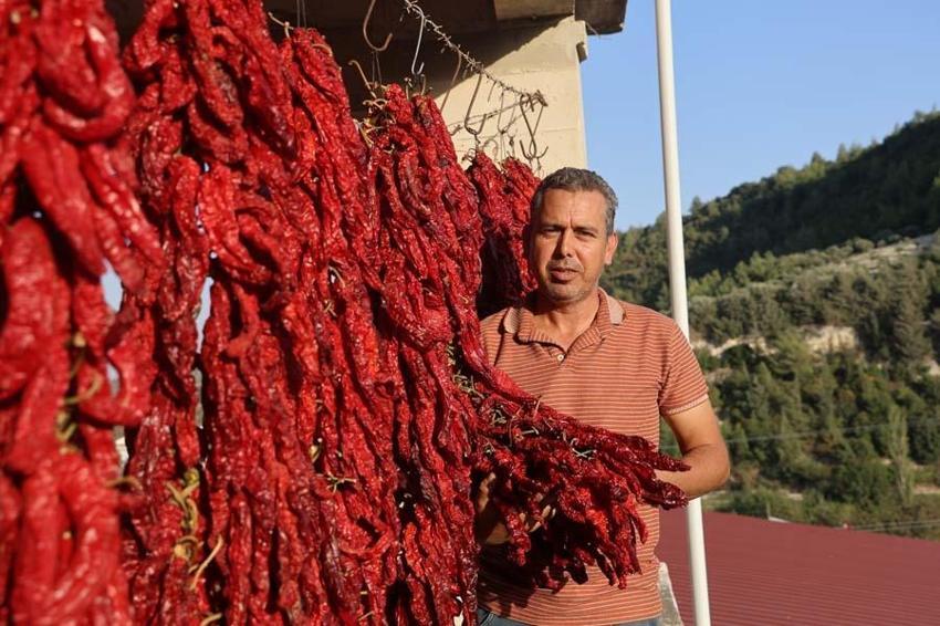 Hatay'da evler kırmızıya büründü! Demeti 500 liradan alıcı buluyor, C vitamini depolarını dolduruyor