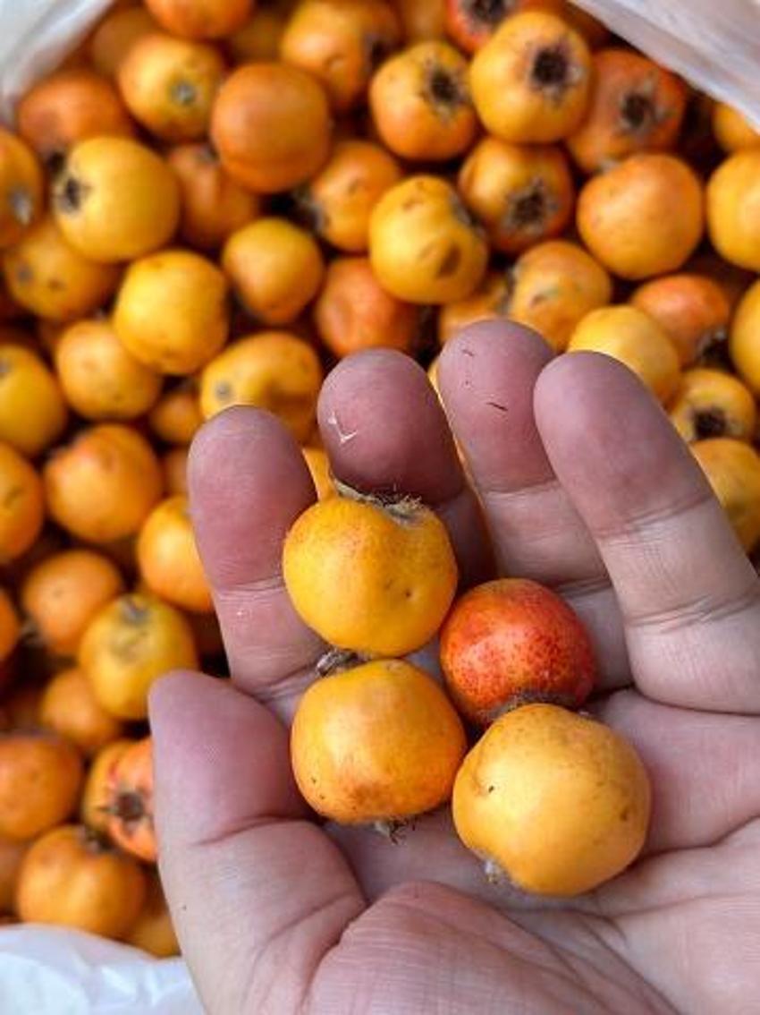 Adana'da tezgahlar Alıç ile doldu taştı! Kalbe çok iyi geliyor, kilosu 250 liradan satılıyor