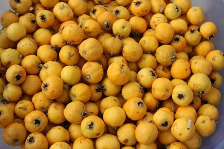 Adana'da tezgahlar Alıç ile doldu taştı! Kalbe çok iyi geliyor, kilosu 250 liradan satılıyor