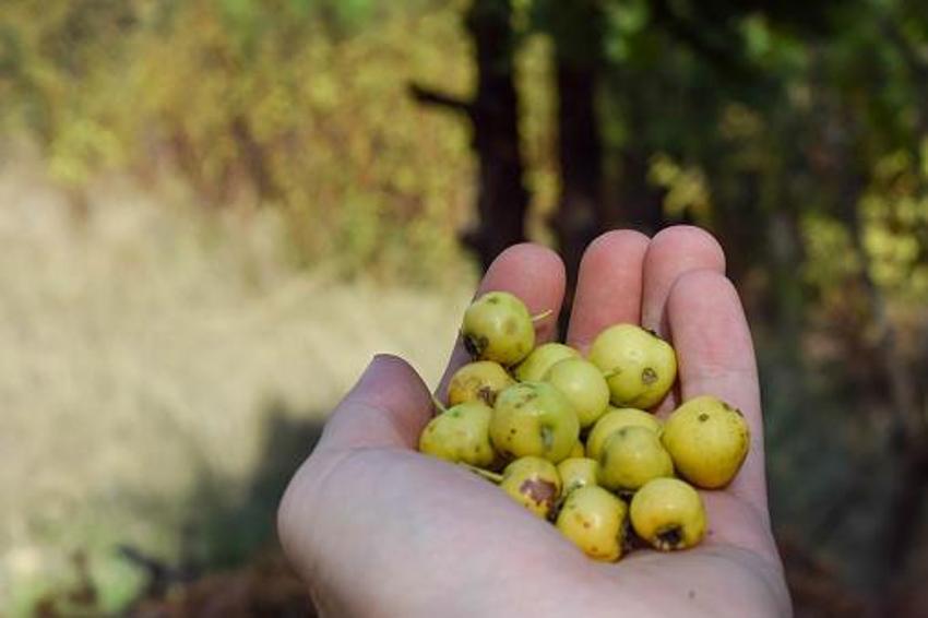 Adana'da tezgahlar Alıç ile doldu taştı! Kalbe çok iyi geliyor, kilosu 250 liradan satılıyor