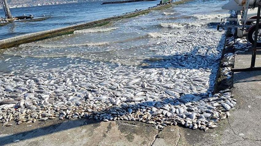 Bilim insanları 'İzmir Körfezi' raporunu açıkladı