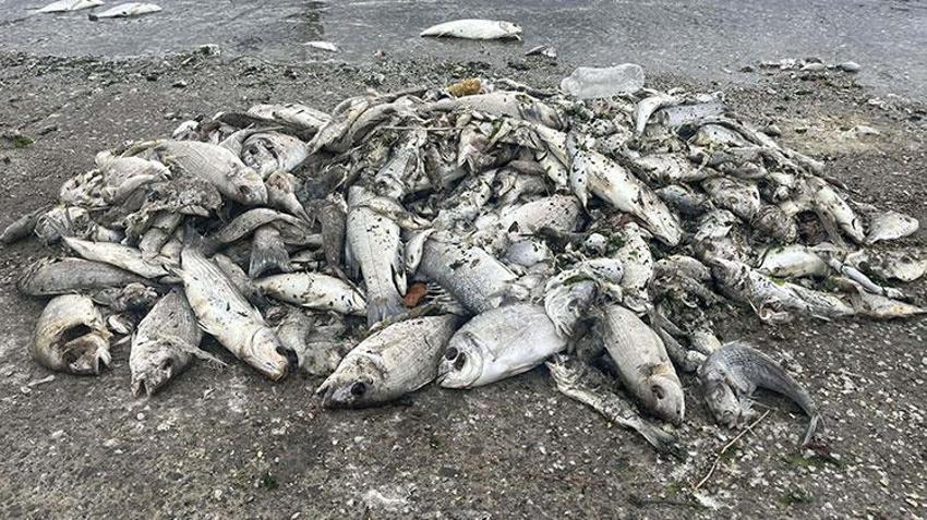 Bilim insanları 'İzmir Körfezi' raporunu açıkladı