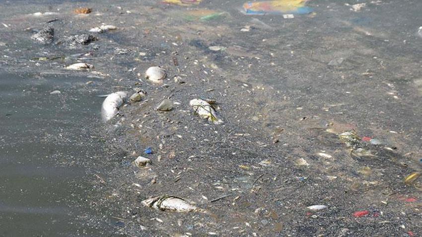 Bilim insanları 'İzmir Körfezi' raporunu açıkladı