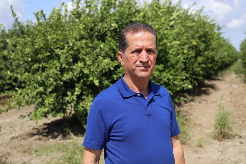 Çukurova'da yaz sıcakları ürünleri tarladayken yaktı: Çiftçi bu yıl umduğunu bulamadı