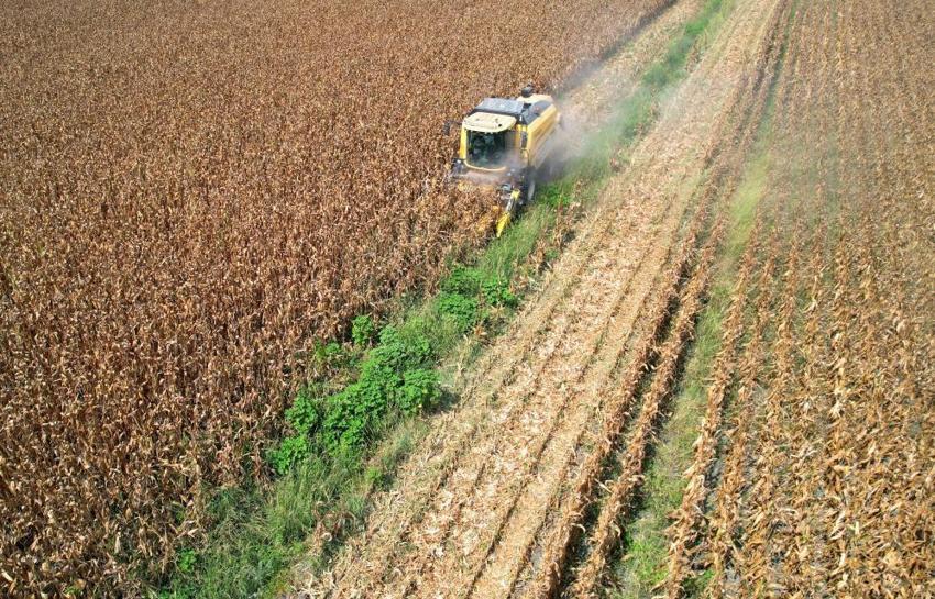 Çukurova'da yaz sıcakları ürünleri tarladayken yaktı: Çiftçi bu yıl umduğunu bulamadı