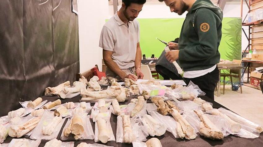 Kayseri'de 7.5 milyon yıllık fosiller bulundu