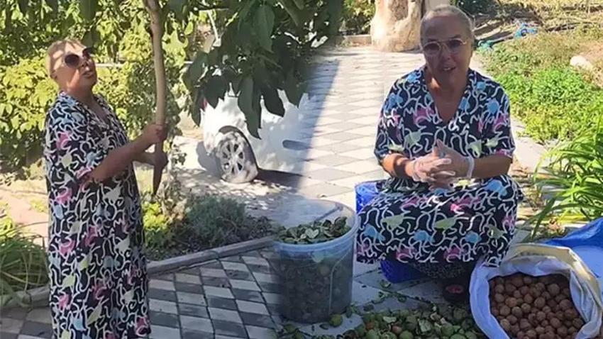 Safiye Soyman köyüne gitti: Ceviz hasadına başladı