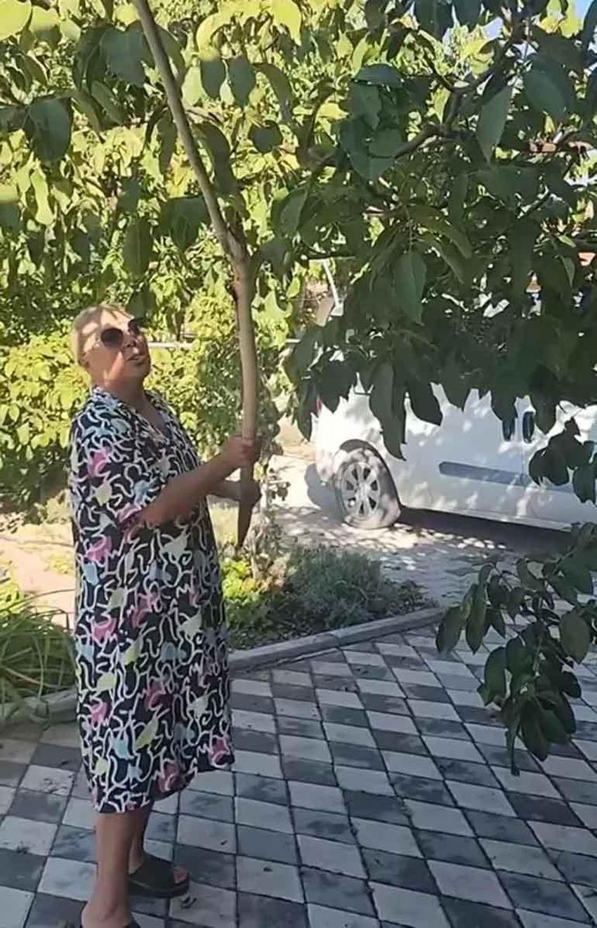 Safiye Soyman köyüne gitti: Ceviz hasadına başladı