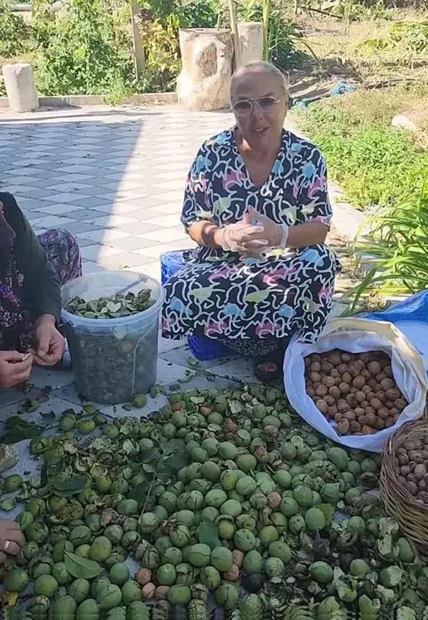 Safiye Soyman köyüne gitti: Ceviz hasadına başladı