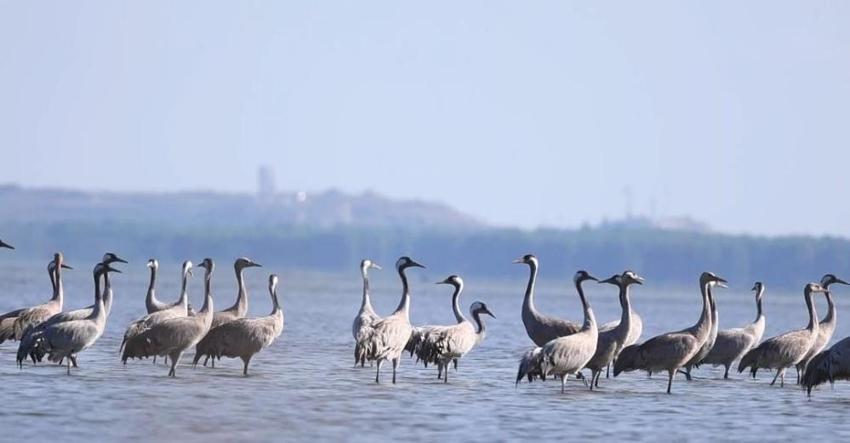 Göçmen kuşlar Adana'da mola verdi