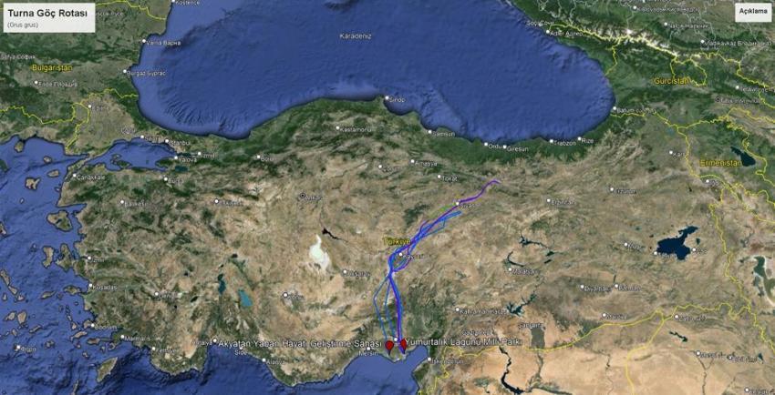 Göçmen kuşlar Adana'da mola verdi