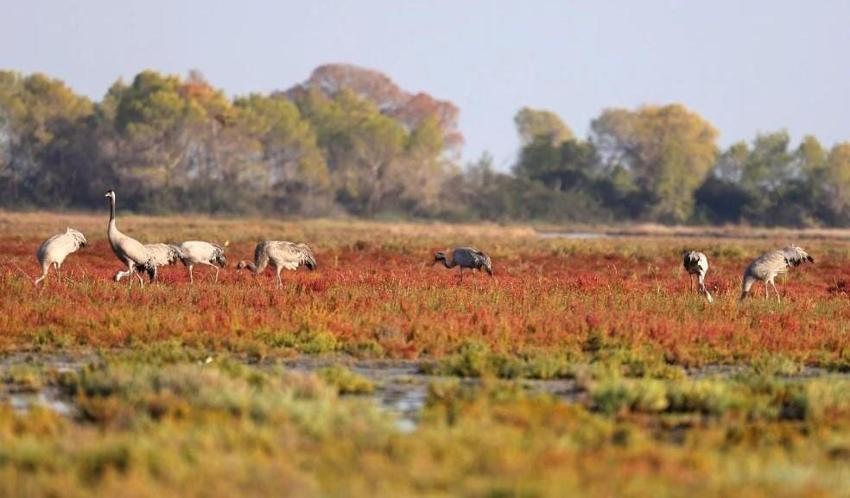 Göçmen kuşlar Adana'da mola verdi