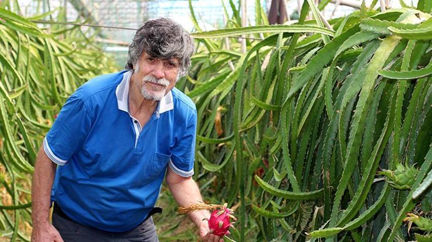 Antalya'da öğretmen çift emekli olduktan sonra ejder meyvesi üretmeye başladılar