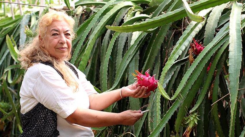 Antalya'da öğretmen çift emekli olduktan sonra ejder meyvesi üretmeye başladılar