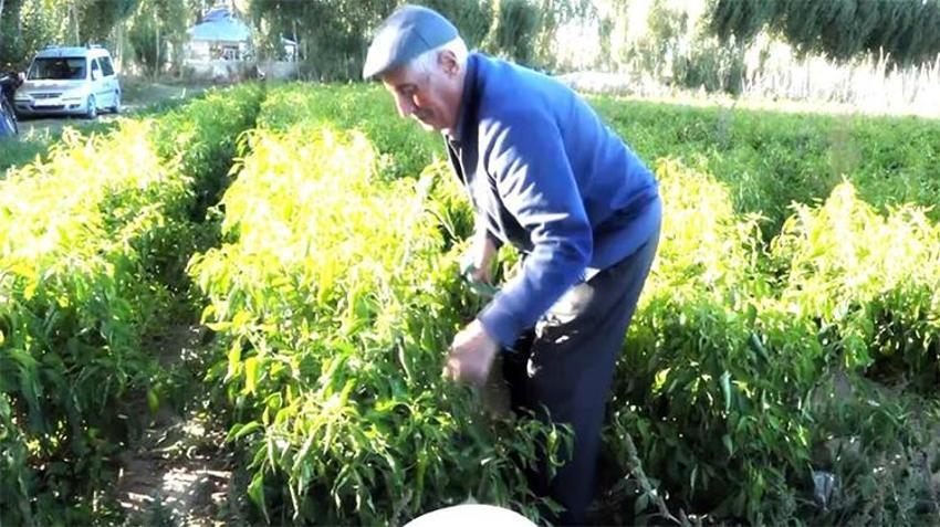 Markette sebzeleri pahalı bulan vatandaşlar soluğu tarlada aldı! 'Yarı yarıya fark var'