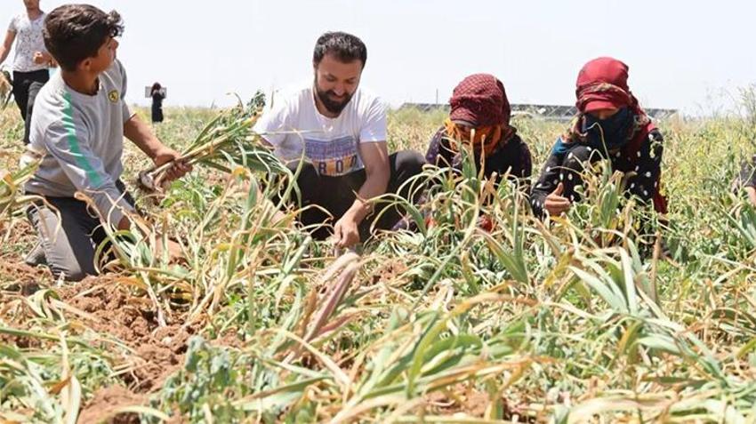 Aksaray'ın organik sarımsağına talep resmen patladı! İlk sırada ilaç firmaları var