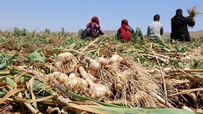 Aksaray'ın organik sarımsağına talep resmen patladı! İlk sırada ilaç firmaları var
